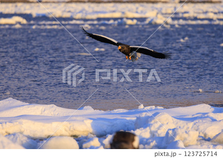 海の王者 流氷の使者 オオワシ 北海道目梨郡羅臼町にて撮影 海の王者 流氷の使者 オオワシ 北海道目梨郡羅臼町にて撮影 123725714