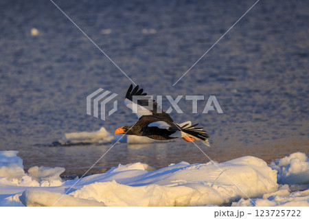 海の王者 流氷の使者 オオワシ 北海道目梨郡羅臼町にて撮影 123725722
