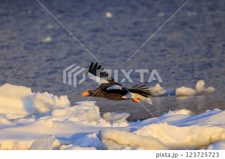 海の王者 流氷の使者 オオワシ 北海道目梨郡羅臼町にて撮影 海の王者 流氷の使者 オオワシ 北海道目梨郡羅臼町にて撮影 123725723