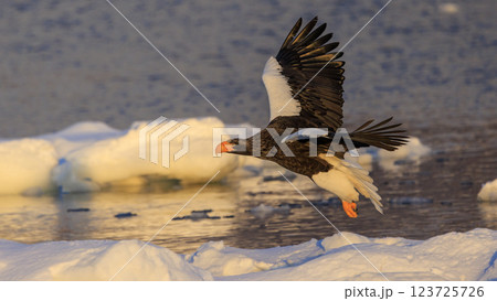 海の王者 流氷の使者 オオワシ 北海道目梨郡羅臼町にて撮影 123725726