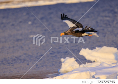 海の王者 流氷の使者 オオワシ 北海道目梨郡羅臼町にて撮影 123725743