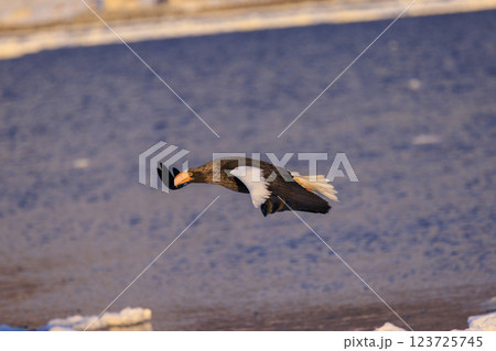 海の王者 流氷の使者 オオワシ 北海道目梨郡羅臼町にて撮影 123725745