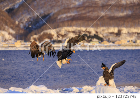 海の王者 流氷の使者 オオワシ 北海道目梨郡羅臼町にて撮影 123725748