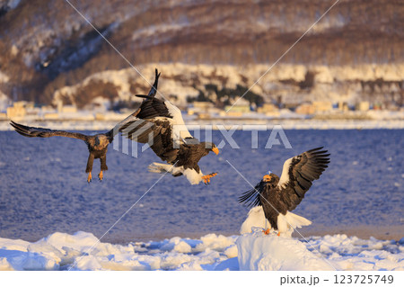 海の王者 流氷の使者 オオワシ 北海道目梨郡羅臼町にて撮影 123725749
