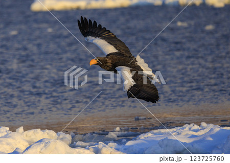 海の王者 流氷の使者 オオワシ 北海道目梨郡羅臼町にて撮影 123725760