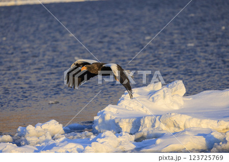 海の王者 流氷の使者 オオワシ 北海道目梨郡羅臼町にて撮影 123725769