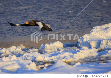 海の王者 流氷の使者 オオワシ 北海道目梨郡羅臼町にて撮影 123725771
