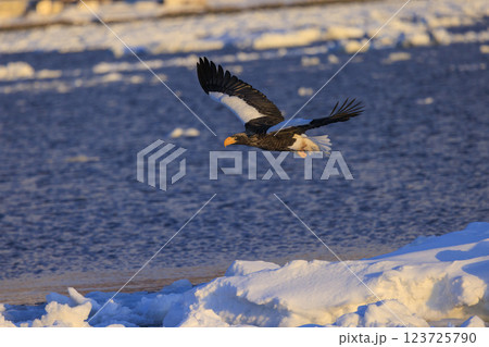 海の王者 流氷の使者 オオワシ 北海道目梨郡羅臼町にて撮影 123725790