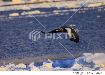 海の王者 流氷の使者 オオワシ 北海道目梨郡羅臼町にて撮影 123725874