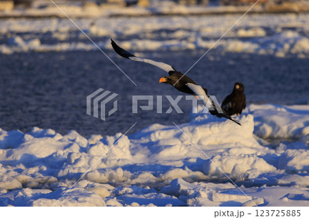 海の王者 流氷の使者 オオワシ 北海道目梨郡羅臼町にて撮影 海の王者 流氷の使者 オオワシ 北海道目梨郡羅臼町にて撮影 123725885