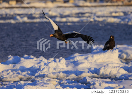海の王者 流氷の使者 オオワシ 北海道目梨郡羅臼町にて撮影 123725886