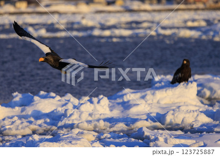 海の王者 流氷の使者 オオワシ 北海道目梨郡羅臼町にて撮影 海の王者 流氷の使者 オオワシ 北海道目梨郡羅臼町にて撮影 123725887