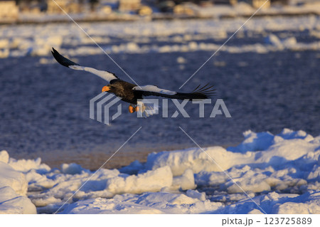 海の王者 流氷の使者 オオワシ 北海道目梨郡羅臼町にて撮影 123725889