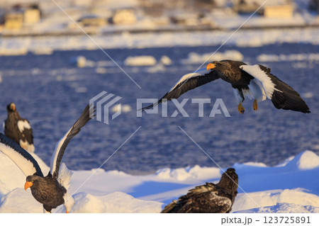 海の王者 流氷の使者 オオワシ 北海道目梨郡羅臼町にて撮影 海の王者 流氷の使者 オオワシ 北海道目梨郡羅臼町にて撮影 123725891