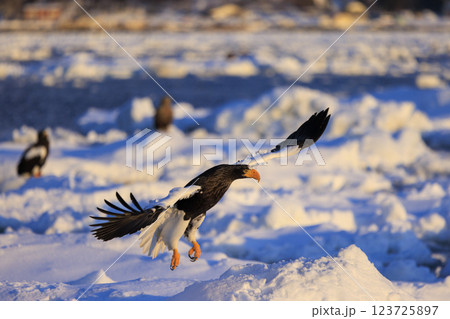 海の王者 流氷の使者 オオワシ 北海道目梨郡羅臼町にて撮影 海の王者 流氷の使者 オオワシ 北海道目梨郡羅臼町にて撮影 123725897