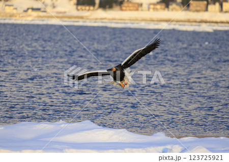 海の王者 流氷の使者 オオワシ 北海道目梨郡羅臼町にて撮影 123725921