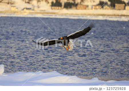 海の王者 流氷の使者 オオワシ 北海道目梨郡羅臼町にて撮影 123725928