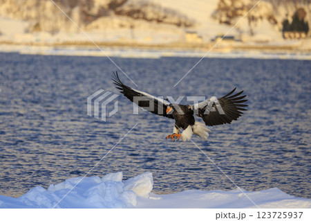 海の王者 流氷の使者 オオワシ 北海道目梨郡羅臼町にて撮影 海の王者 流氷の使者 オオワシ 北海道目梨郡羅臼町にて撮影 123725937