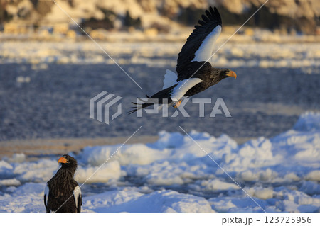 海の王者 流氷の使者 オオワシ 北海道目梨郡羅臼町にて撮影 123725956