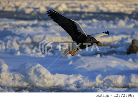 海の王者 流氷の使者 オオワシ 北海道目梨郡羅臼町にて撮影 海の王者 流氷の使者 オオワシ 北海道目梨郡羅臼町にて撮影 123725968