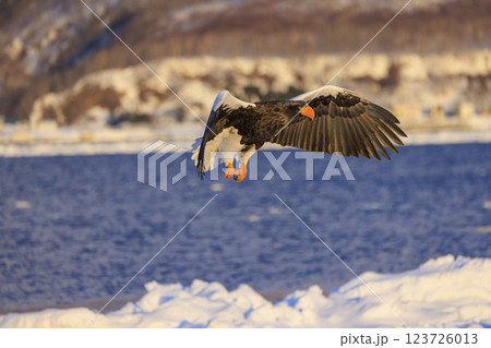 海の王者 流氷の使者 オオワシ 北海道目梨郡羅臼町にて撮影 123726013
