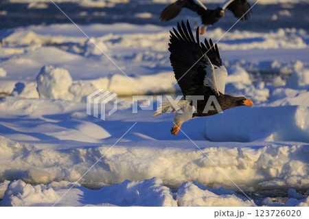 海の王者 流氷の使者 オオワシ 北海道目梨郡羅臼町にて撮影 123726020
