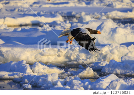 海の王者 流氷の使者 オオワシ 北海道目梨郡羅臼町にて撮影 123726022
