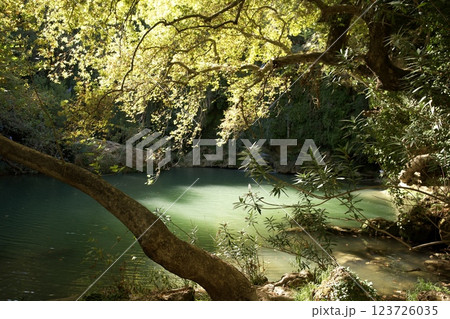 Sunlit forest pond with overhanging tree 123726035