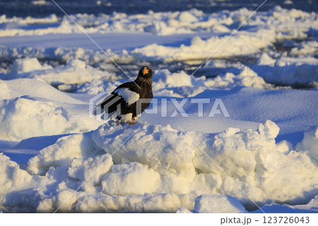 海の王者 流氷の使者 オオワシ 北海道目梨郡羅臼町にて撮影 123726043
