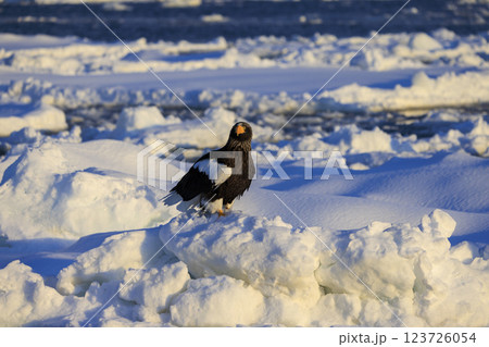 海の王者 流氷の使者 オオワシ 北海道目梨郡羅臼町にて撮影 123726054