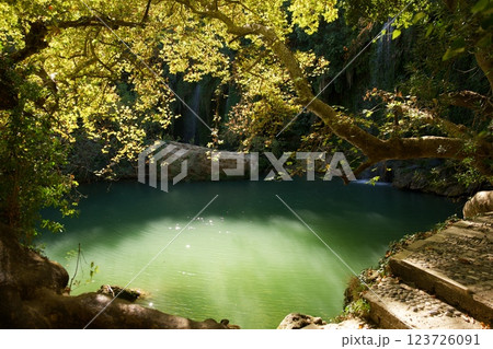 Sunlit Forest Pond with Overhanging Tree Branch  123726091
