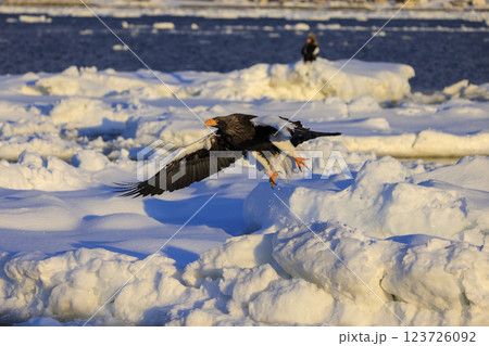 海の王者 流氷の使者 オオワシ 北海道目梨郡羅臼町にて撮影 123726092