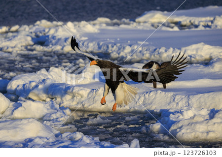 海の王者 流氷の使者 オオワシ 北海道目梨郡羅臼町にて撮影 123726103