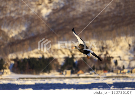 海の王者 流氷の使者 オオワシ 北海道目梨郡羅臼町にて撮影 123726107