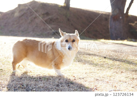振り向く犬 振り向く犬 123726134