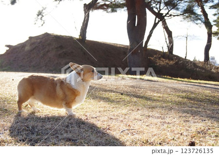 コーギー コーギー 123726135