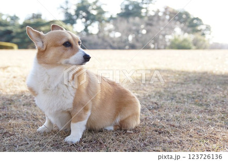 お座りする犬 お座りする犬 123726136