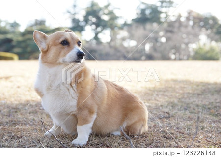 コーギー コーギー 123726138