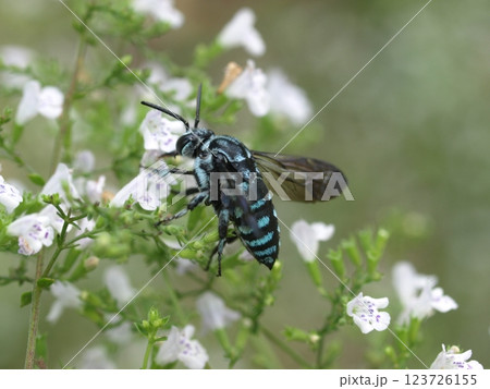 ルリモンハナバチ 123726155