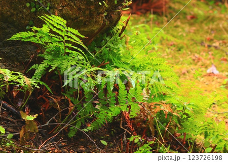 岩の周りに自生するシダ植物達 岩の周りに自生するシダ植物達 123726198