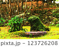苔に覆われた倒木から生える若木から感じられる生命力 123726208