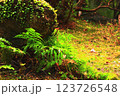 岩の周りに自生するシダ植物達 123726548