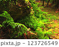 岩の周りに自生するシダ植物達 123726549