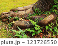 年老いた樹木の周りに自生するシダ植物達 123726550