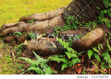 年老いた樹木の周りに自生するシダ植物達 123726550