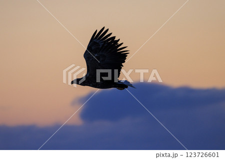 流氷の使者 オジロワシ 北海道目梨郡羅臼町にて撮影 123726601