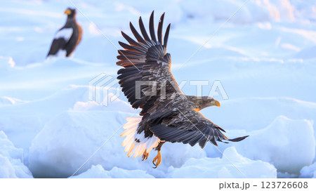 流氷の使者 オジロワシ 北海道目梨郡羅臼町にて撮影 流氷の使者 オジロワシ 北海道目梨郡羅臼町にて撮影 123726608
