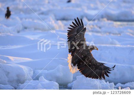 流氷の使者 オジロワシ 北海道目梨郡羅臼町にて撮影 123726609