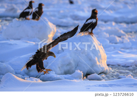 流氷の使者 オジロワシ 北海道目梨郡羅臼町にて撮影 123726610