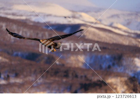 流氷の使者 オジロワシ 北海道目梨郡羅臼町にて撮影 流氷の使者 オジロワシ 北海道目梨郡羅臼町にて撮影 123726613